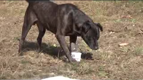 The Perfect Dog
