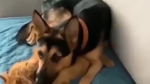 Cat and dog - best friends) _cats _friends _shorts(360P