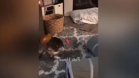 American cats fighting really hard 😞💔