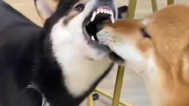 Dog licks dog, dog bites dog