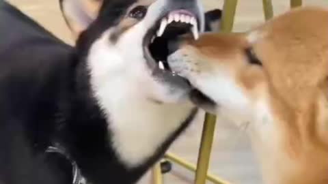 Dog licks dog, dog bites dog