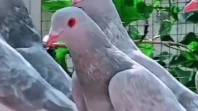 Beautiful Pigeons Redeyes Grey