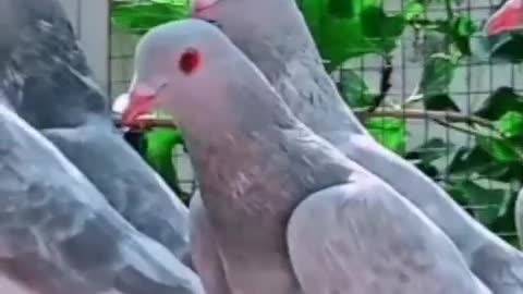 Beautiful Pigeons Redeyes Grey