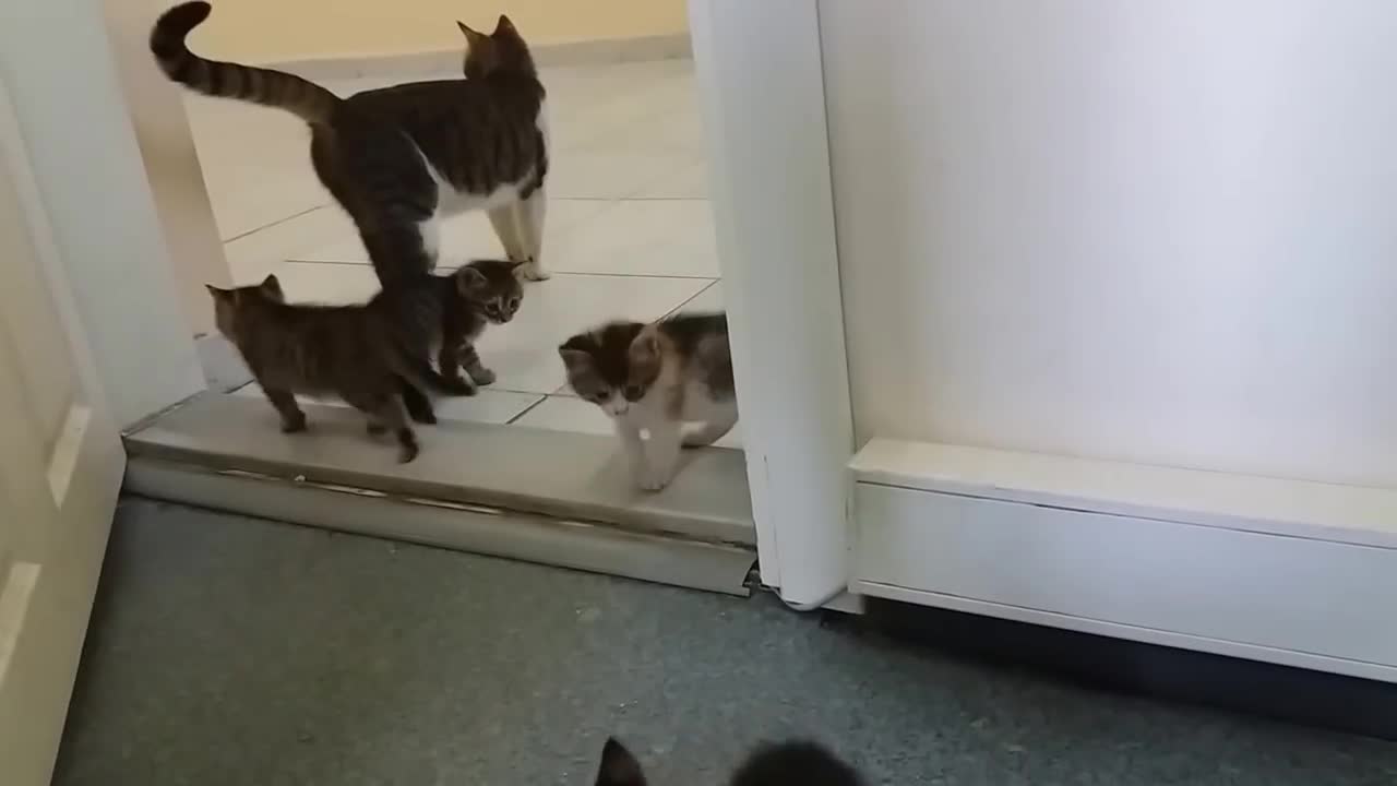 Mom cat meows for me to open the door, because her kittens are behind the door