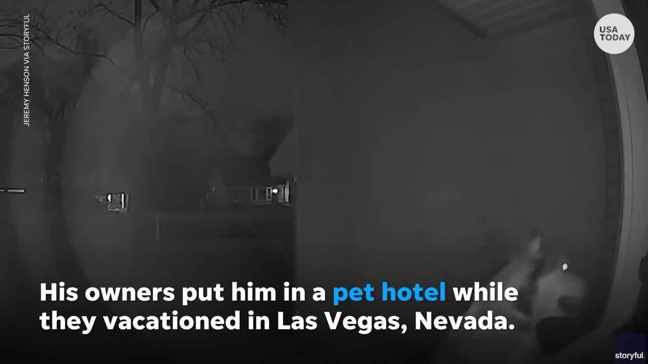 Pup escapes pet hotel, runs home while owners vacation in Vegas USA TODAY