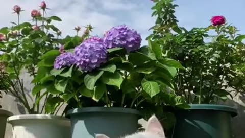 Pets Being Silly: Funny Videos Compilation