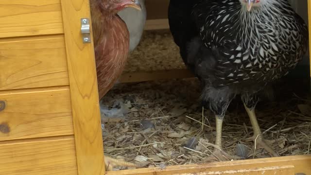Letting the girls out of the Coop.