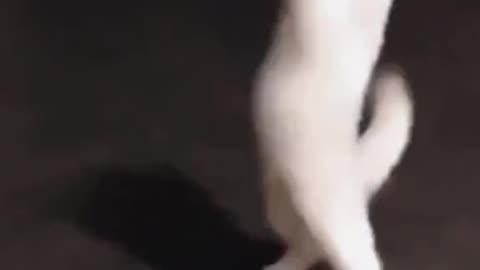 Cute cats
