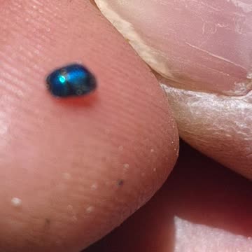 A tiny tiny blue beetle