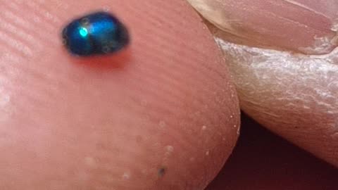 A tiny tiny blue beetle