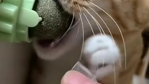 Don’t stop it.#pet #cat #funny