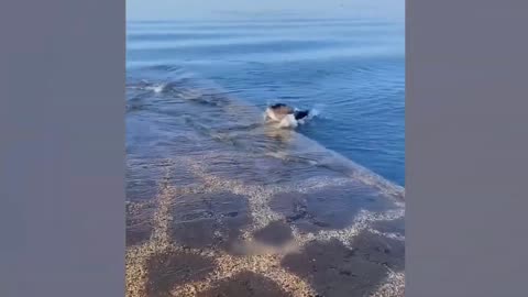 Animal funny videos