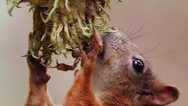 The squirrel gathers nuts to store its food for the winter