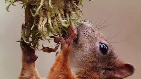 The squirrel gathers nuts to store its food for the winter