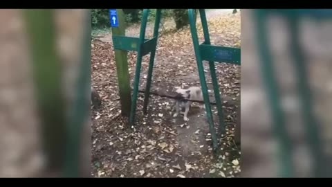 Funny cat 😽 vs Gun 🔫 - Funny Animals 😂 playing dead on finger shot Compilation || Animal Gags
