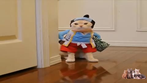 Cute Smart And Funny Cats