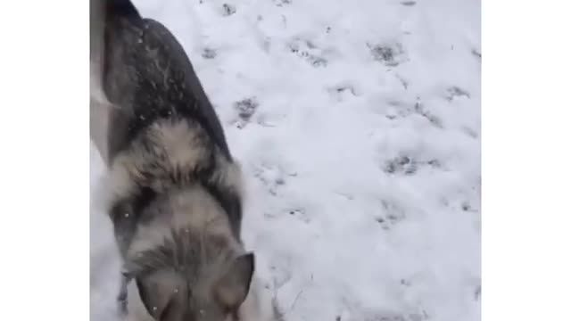 Blind dog in love with the snow