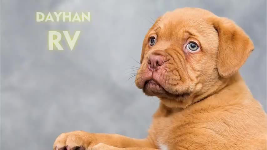 Dog trending video