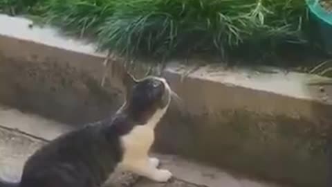 funny videos part2