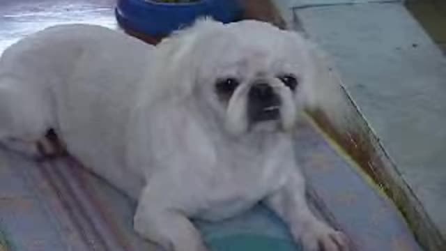 Fong Fong 20070902