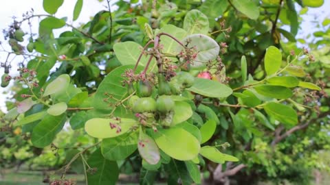 Cashew Cultivation and Cashew Nut Harvesting in My Village-20