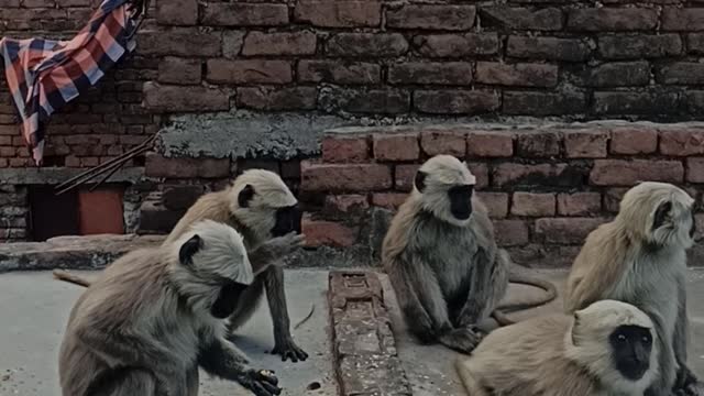 Monkey village entertainment in India