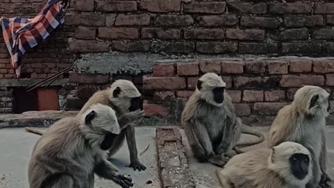 Monkey village entertainment in India