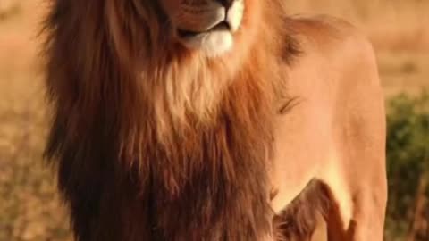 Animals Who has A Good physique