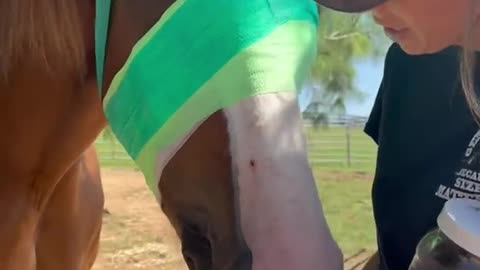 Recovery Of Horse