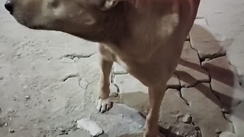 Daily routine 28:Great catch by dog