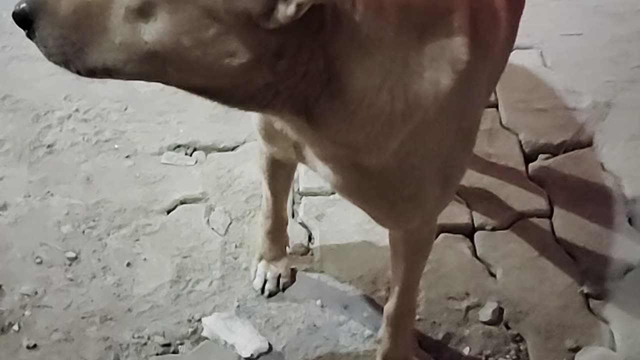 Daily routine 28:Great catch by dog