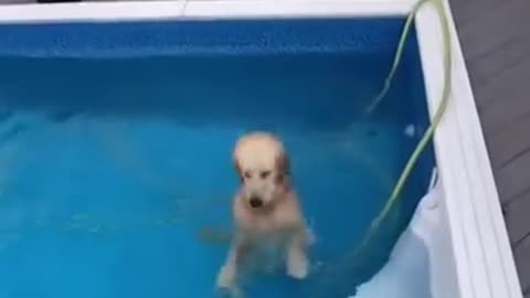 Dog can't make its mind up about the pool