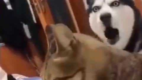 💞😆Cats and dogs fighting very funny😂|| Try not to laugh