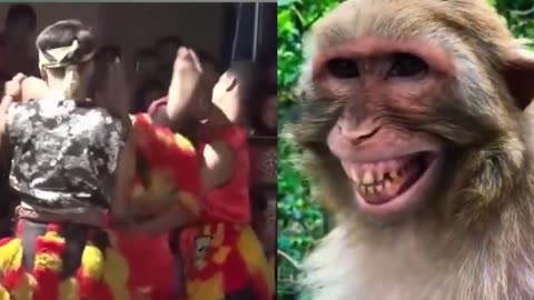 funny video, monkeys laugh at this ridiculous event,, haha/Funny videos,فيديو مضحك/grappige video/ смешнае відэа/ 有趣的視頻/ sjov video / hauska video/bhidio èibhinn/fyndið myndband/video divertente/面白いビデオ/ lustige
