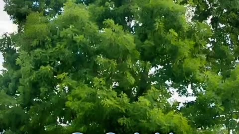 Top 10 most beautiful trees in the world
