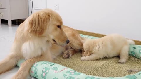 Puppy Attack🤣😂