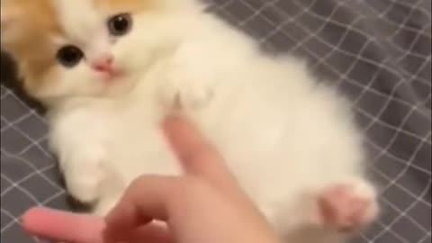 Fluffy Kitty Kats!!