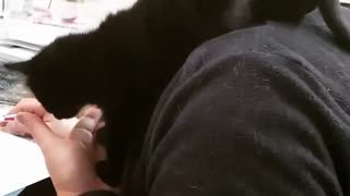 Bottle baby kittens Winnie vol 12