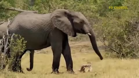 Elephant show strenght ! Loin died: