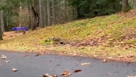 Try not to laugh🤣 Funny animals😹‖ #shorts #funnyvideos