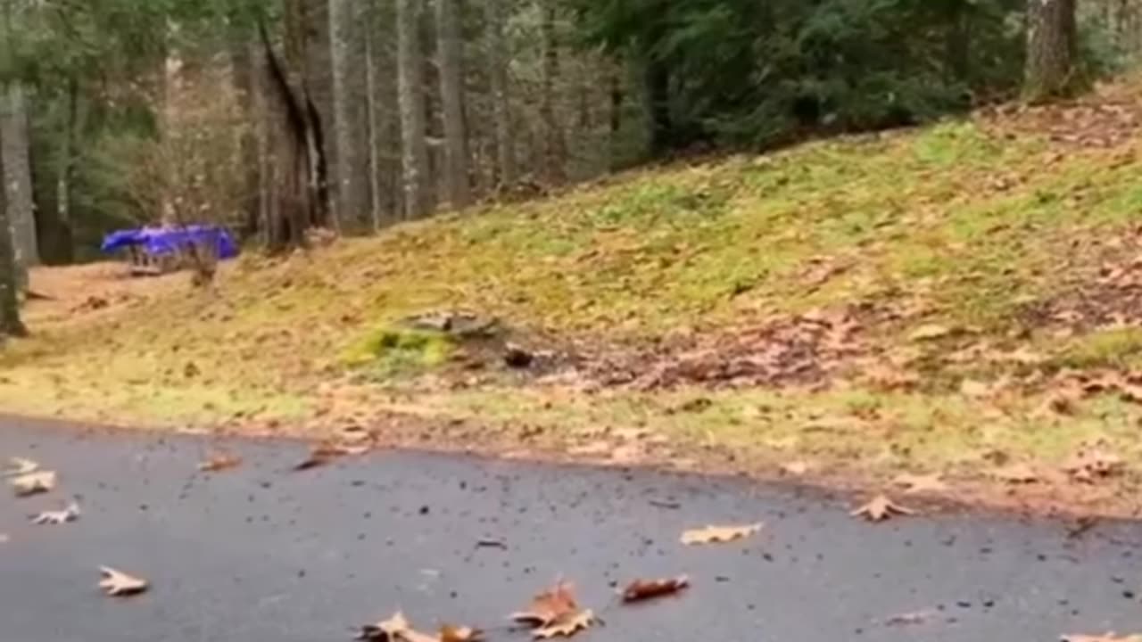 Try not to laugh🤣 Funny animals😹‖ #shorts #funnyvideos