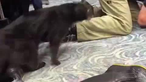 THIS IS WHAT A CAT BEAR LOOKS LIKE