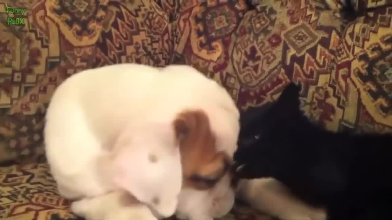 puppies and kittens best friend compilation
