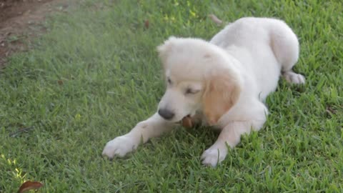 Very good small dog.