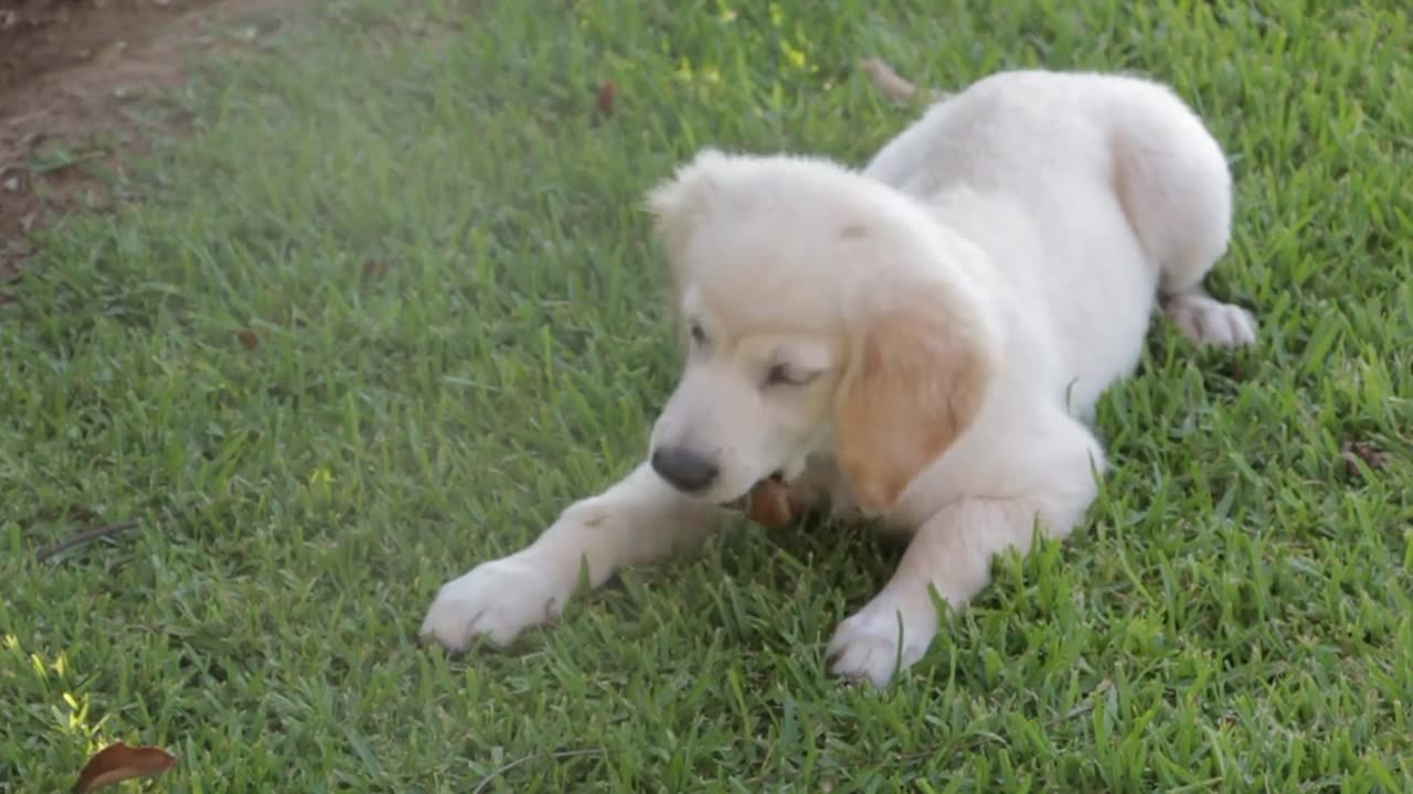 Very good small dog.