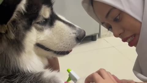 Anjing pintar | lucu