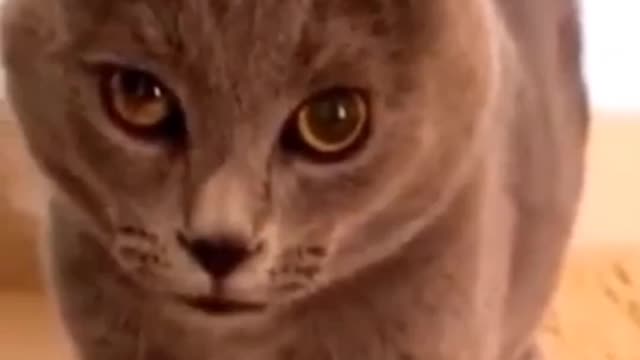 Music Cat Funny Moment