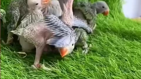 Rescuing motherless parrot babies.