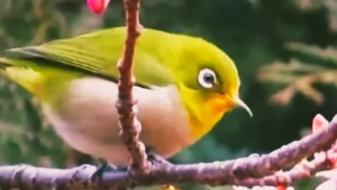 White eyed bird