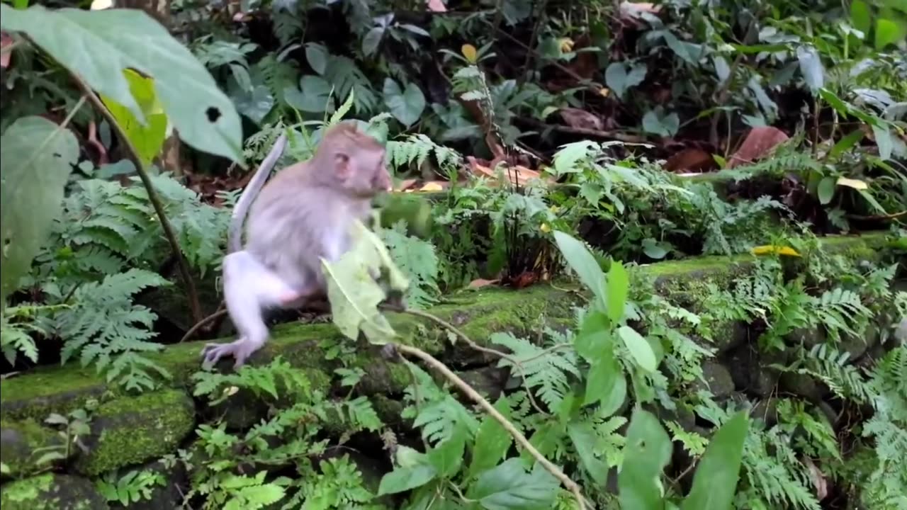 Funny monkeys